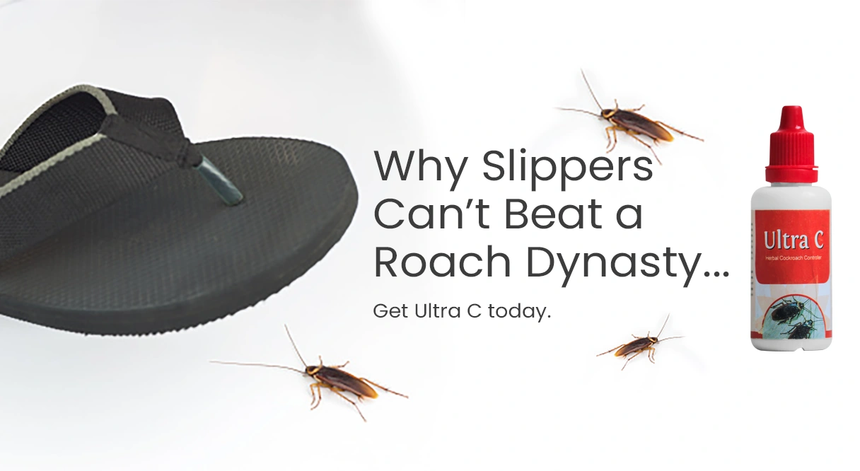 Why Slippers cant beat a Roach dynasty