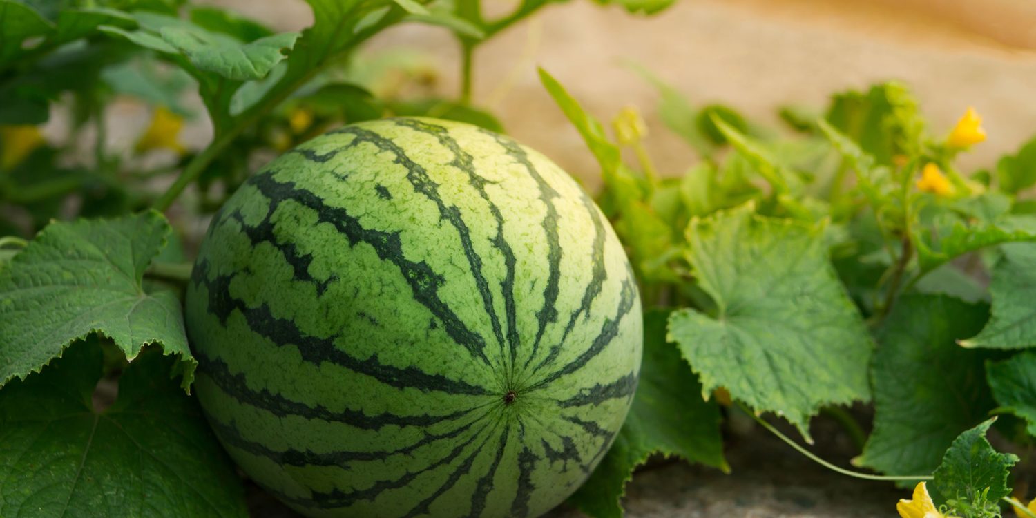 bg-watermelon-farming-001